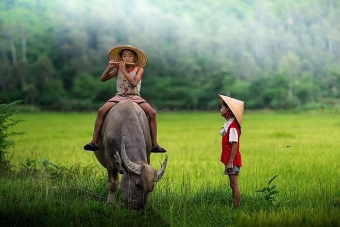 Con Trâu số mấy? Mơ thấy Trâu đánh đề con gì chuẩn?