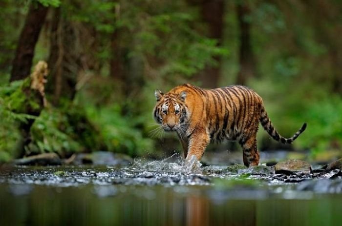 Nằm mơ thấy hổ đánh con gì để dễ trúng? Điềm tốt hay xấu?