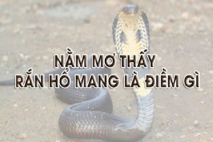 Mơ thấy rắn hổ mang đánh con gì chuẩn xác dễ trúng lớn?